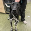 Rip - Foster Needed!