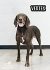 Vertex - Foster Needed!