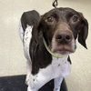 Gunner - Foster Needed!