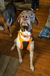Gunner - Foster Needed!