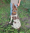 Gunner - Foster Needed!