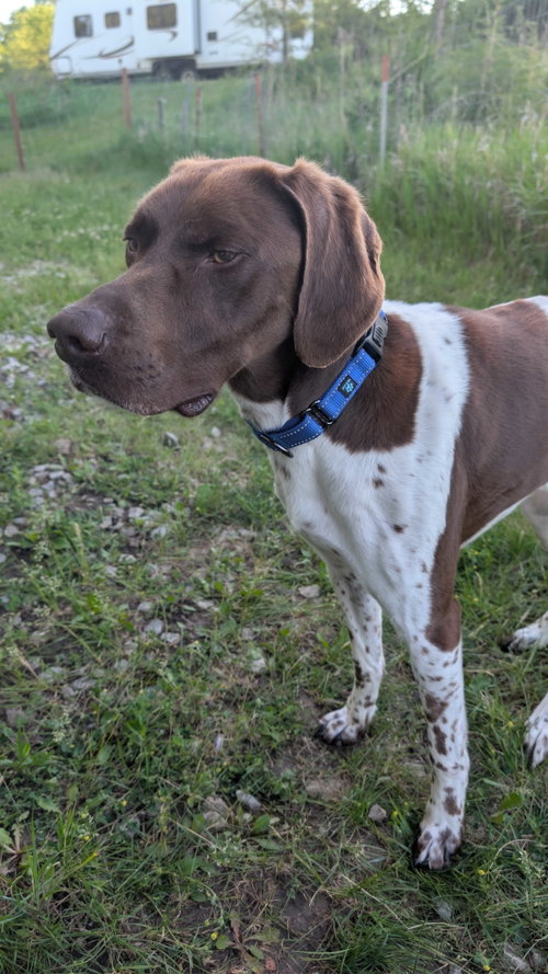 Bo - Coming Soon!, an adoptable German Shorthaired Pointer in Omaha, NE