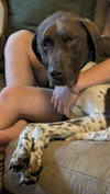 Bo