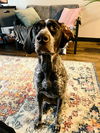 Roo - Adoption Pending!