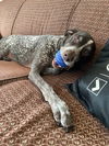 Roo - Adoption Pending!