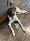 Remington