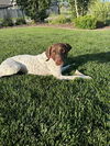 Remington