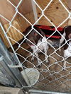 Stella - Foster Needed!