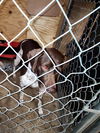 Blue - Foster Needed!