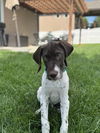 Doug