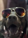 Scout