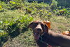 Scout