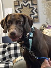 Scout
