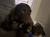 Scout