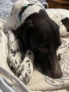 Tucker - Coming Soon!