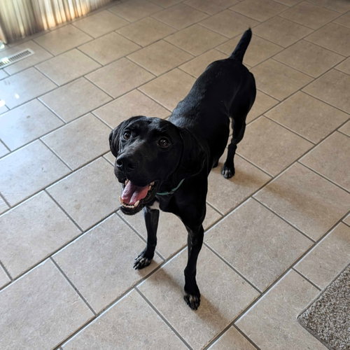 Jet