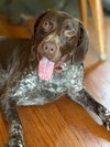 Zeb - Adoption Pending!