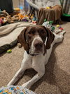 Lexie