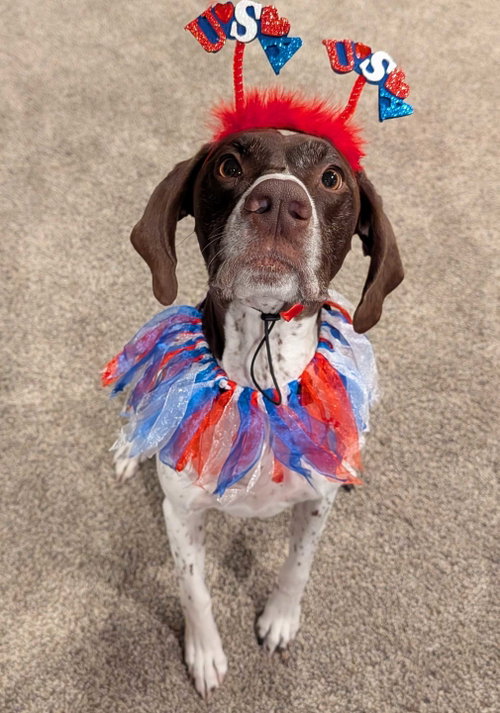 Lexie, an adoptable German Shorthaired Pointer in Omaha, NE