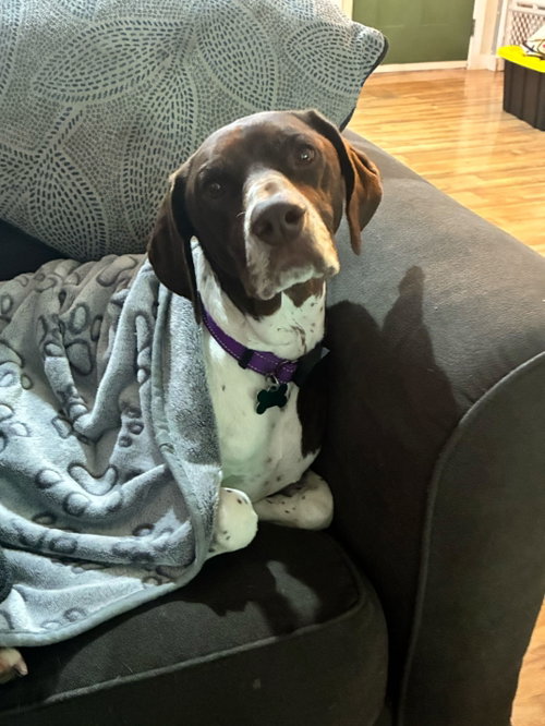 Mabel - Adoption Pending!, an adoptable German Shorthaired Pointer in Omaha, NE