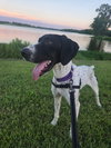 Eris - Adoption Pending!