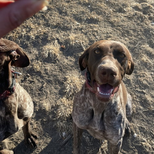 Duke and Sassy (Bonded Pair) - Foster Needed!, an adoptable German Shorthaired Pointer in Omaha, NE