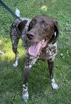 Hans - Adoption Pending!