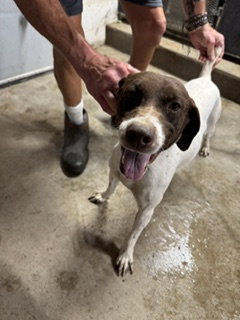 Sue - Foster Needed!, German Shorthaired Pointer