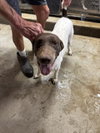 Remi - Foster Needed!
