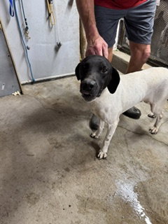 Cochese - Foster Needed!, German Shorthaired Pointer