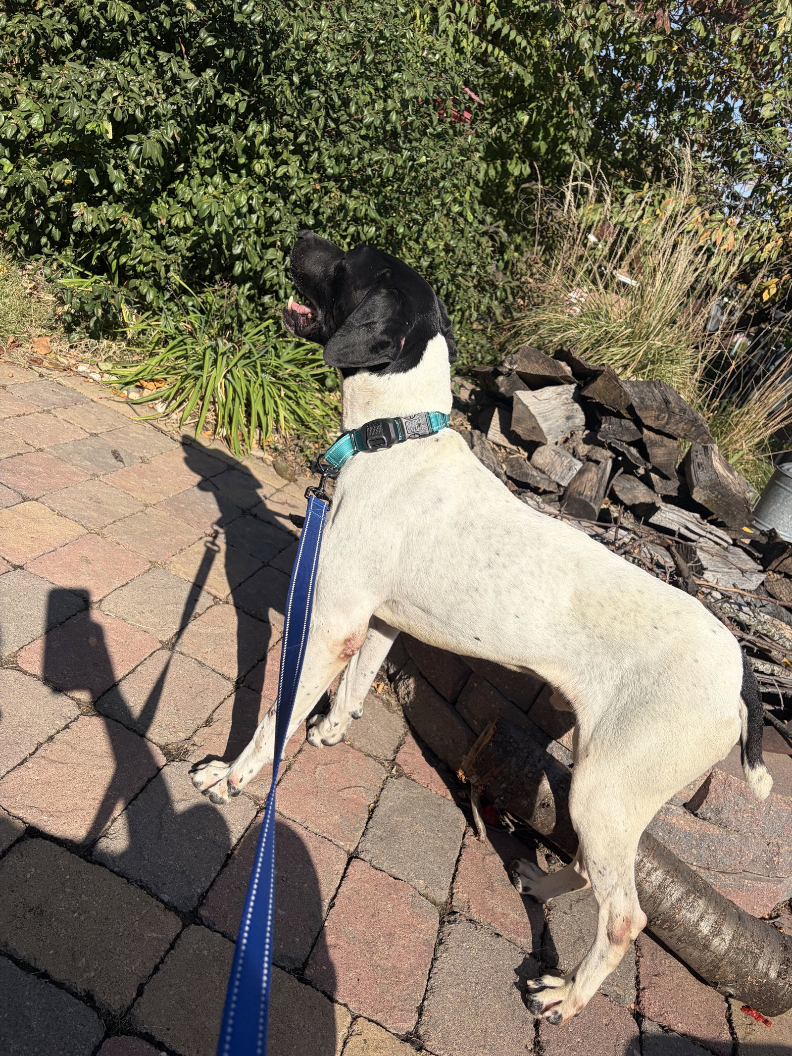 Cochise - Coming Soon!, photo 2