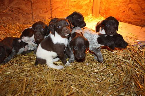 Pure GSP Pups