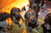 Pure GSP Pups