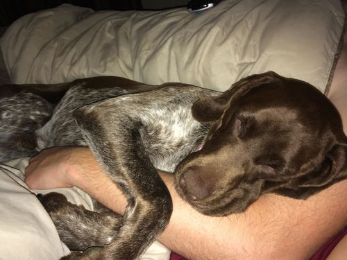 Buddy - GSP