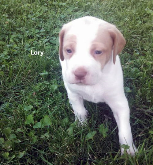 Lory
