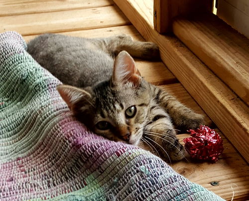 Tasha 2016