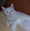 Snowy 2009