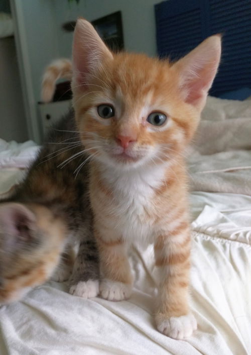Hobbes
