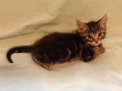 Finley
