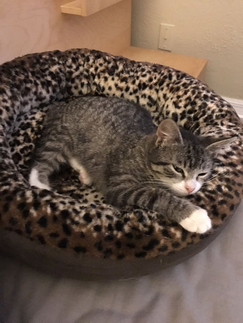 Topanga