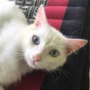 Prince