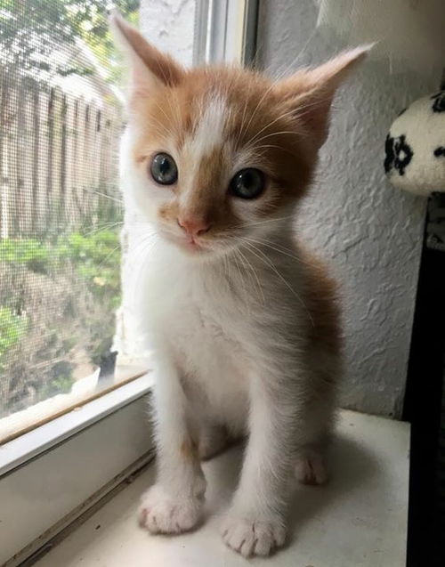 Dorito
