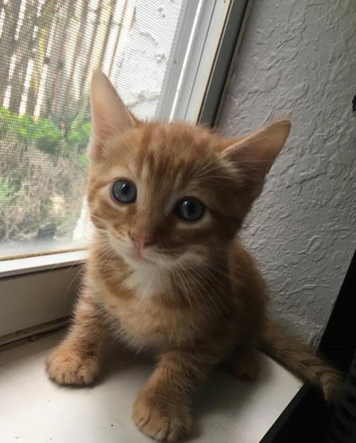 Cheeto