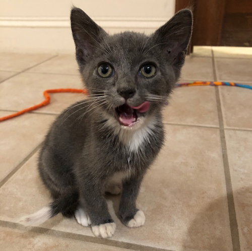 Mophie
