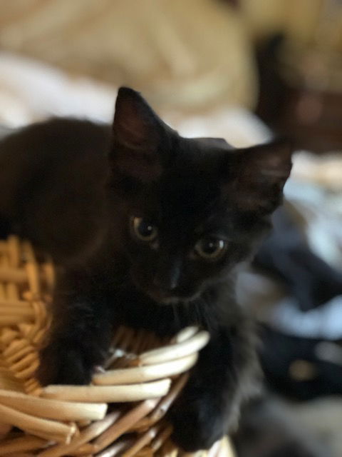 Kit