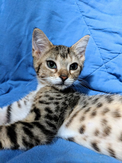 Mia