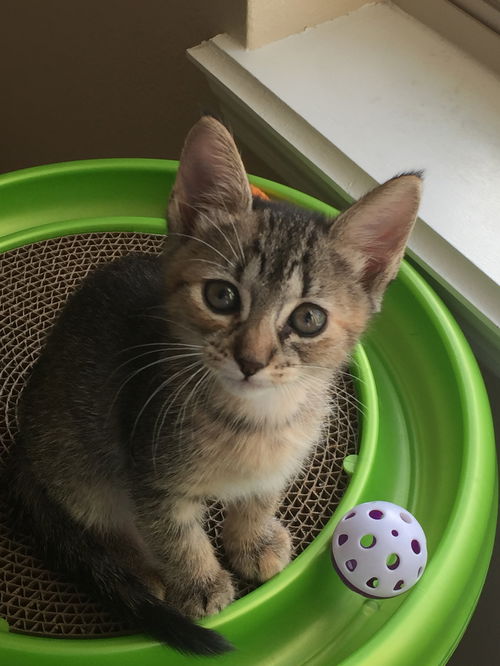 Tinkerbell