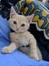 Mr. Whiskers