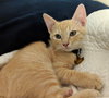 Mr. Whiskers