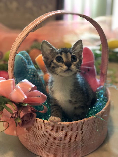 Petunia